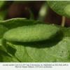 lycaena candens georgia larva4c